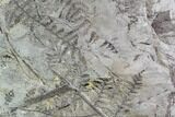 Fossil Fern (Lyginopteris) Plate - Alabama #112703-1